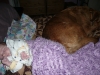 Naptime buddies.