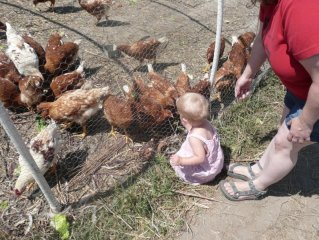 LiliBee feeds the chickens.