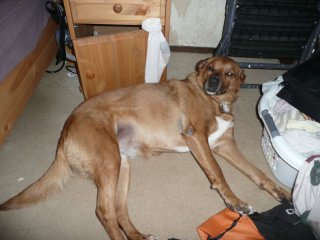 Lucy in the morning.