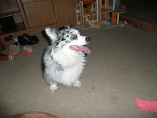 Maisy shows off.
