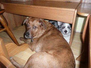 Cozy puppies.