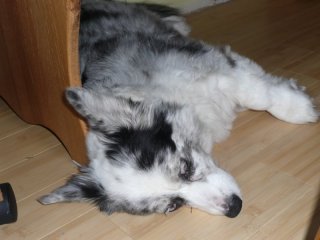 Maisy is done.