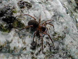 The Unknown Spider