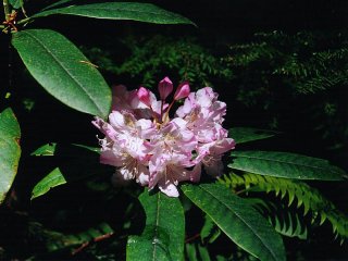 Rhododendron