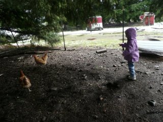 Chasing chickens.