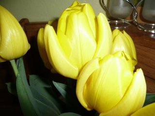 Tulips from Grandma.