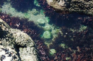 Tide Pool