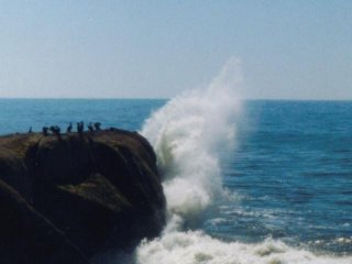 Seabirds at Kalaloch