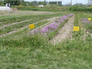 Field of herbs at Terry's Berries.