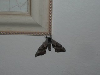 Mothra.