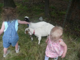 Goats at Grandma's!