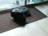 Furnace vent kitties.