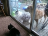 Let us in...
