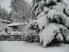 December Snow 2008