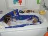 Got bubbles?
