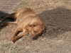 Lucy helps spread the new dirt.