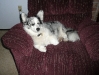 Maisy in the morning.