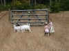 Even more chasing the goats.
