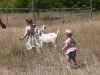 Goat parade.