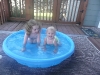 Bathing Beauties.